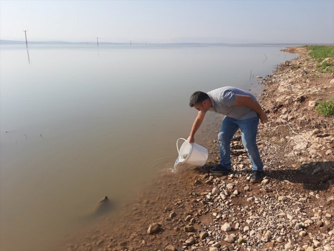 Hatay'da göl ve göletlere 94 bin sazan yavrusu bırakıldı