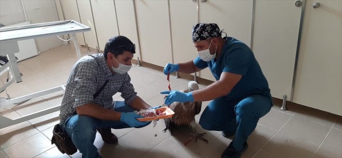 Hakkari'de tedavisi tamamlanan kızıl akbaba doğaya salındı