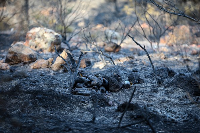 GÜNCELLEME 5 - Balıkesir’deki orman yangını kontrol altına alındı