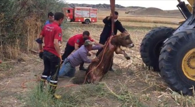 Kırıkkale'de rögara düşen büyükbaş hayvanı itfaiye ekipleri kurtardı