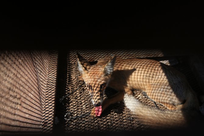 Horozunu yiyen tilkiyi film sahnesinden esinlenerek kurduğu kafesle yakaladı