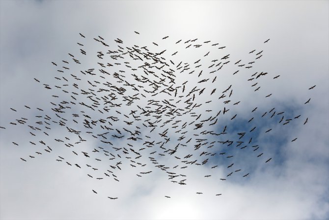 Kırklareli'nde yüzlerce leyleğin göç yolculuğu görsel şölen oluşturdu