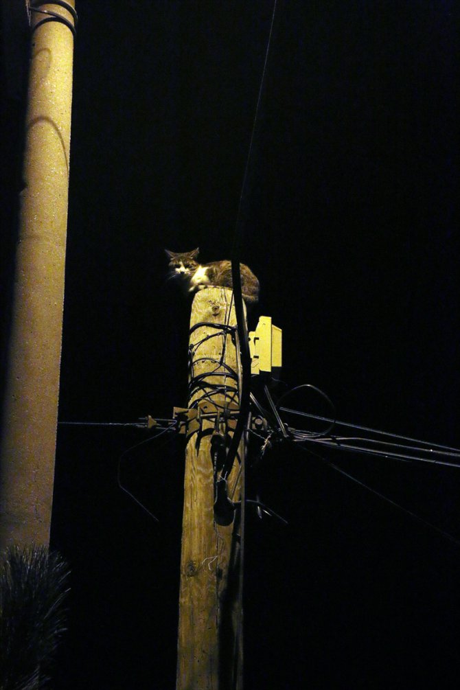 Sivas'ta telefon direğinin tepesinde mahsur kalan kediyi itfaiye kurtardı