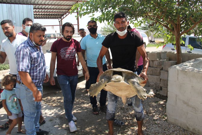 Tedavi edilen Nil kaplumbağası suya bırakıldı