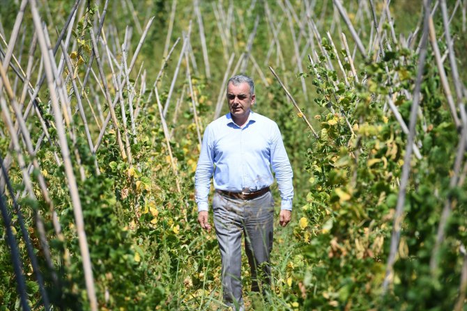 Antalya'nın yöresel Çandır fasulyesinin üretimi 3 yılda 15 kat arttı