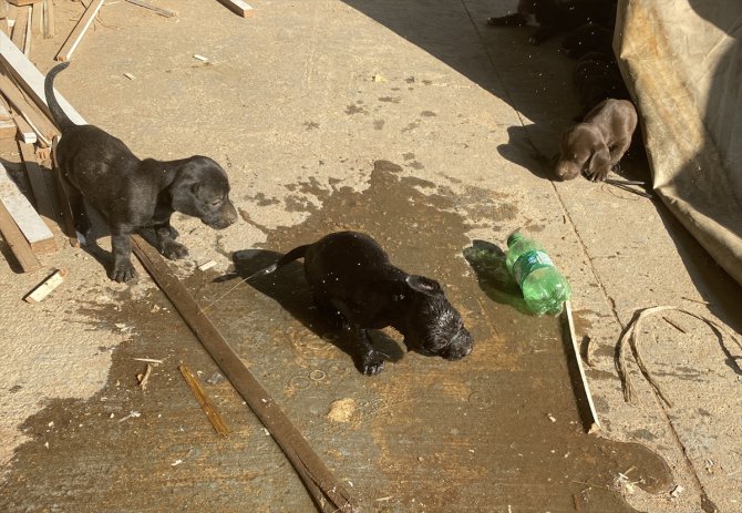 Su borusuna sıkışan yavru köpeği kurtarmak için seferber oldular