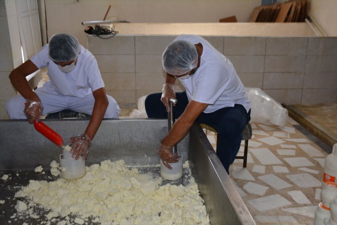 Bitlisli işletmeci devlet desteğiyle yılda 200 ton peynir üretiyor