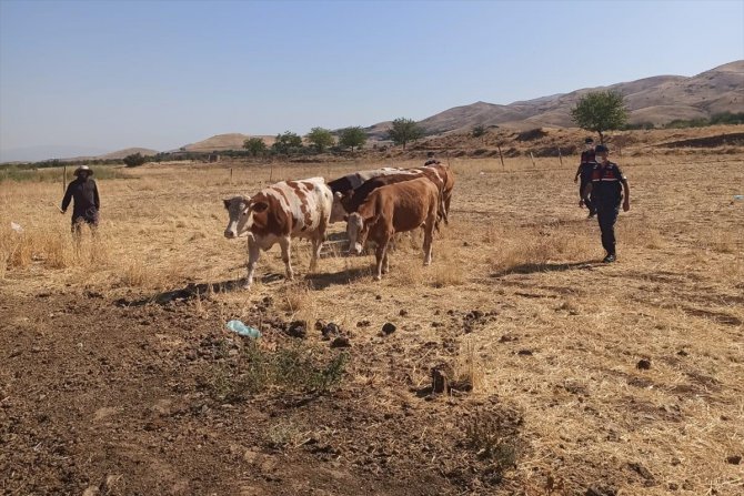 Elazığ'da çalınan inekler Şanlıurfa'da bulundu, 4 kişi gözaltına alındı