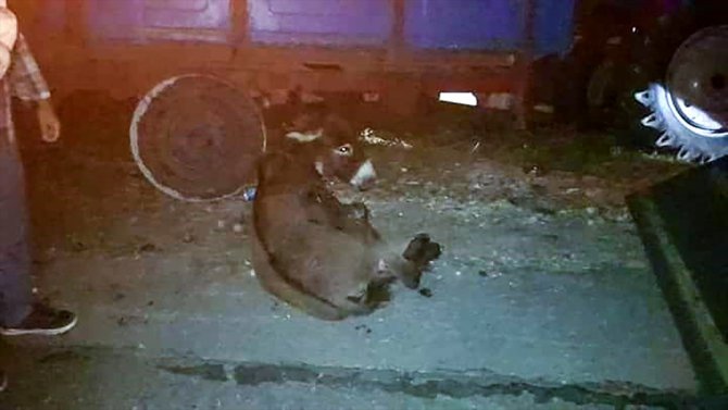 Silivri'de traktörün arkasında sürüklenen eşeği hayvanseverler kurtardı