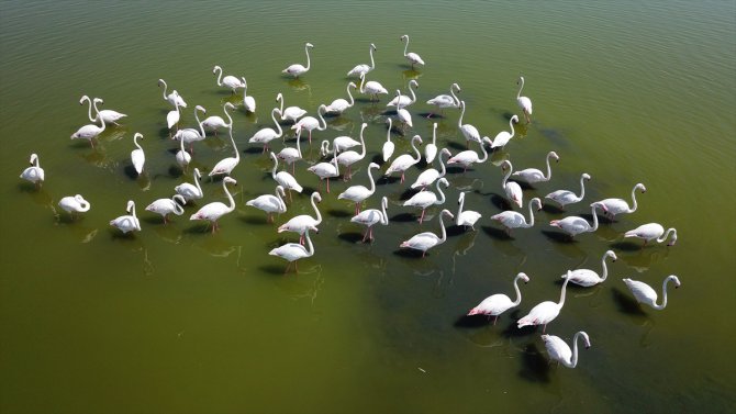 Van'da flamingoların konakladığı alanlar turizme kazandırılacak