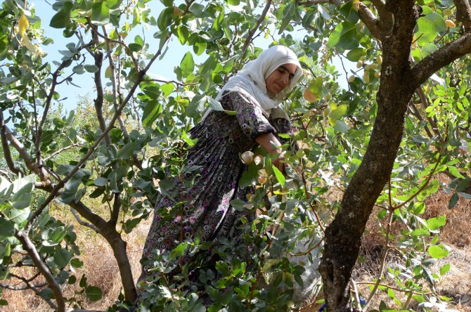Bitlis'te fıstık aşısı yapılan menengiç ağaçlarından 300 ton rekolte bekleniyor