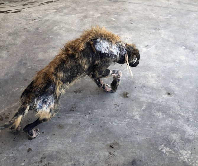 Van'da ölmek üzereyken bulunan köpek tedavi edildi