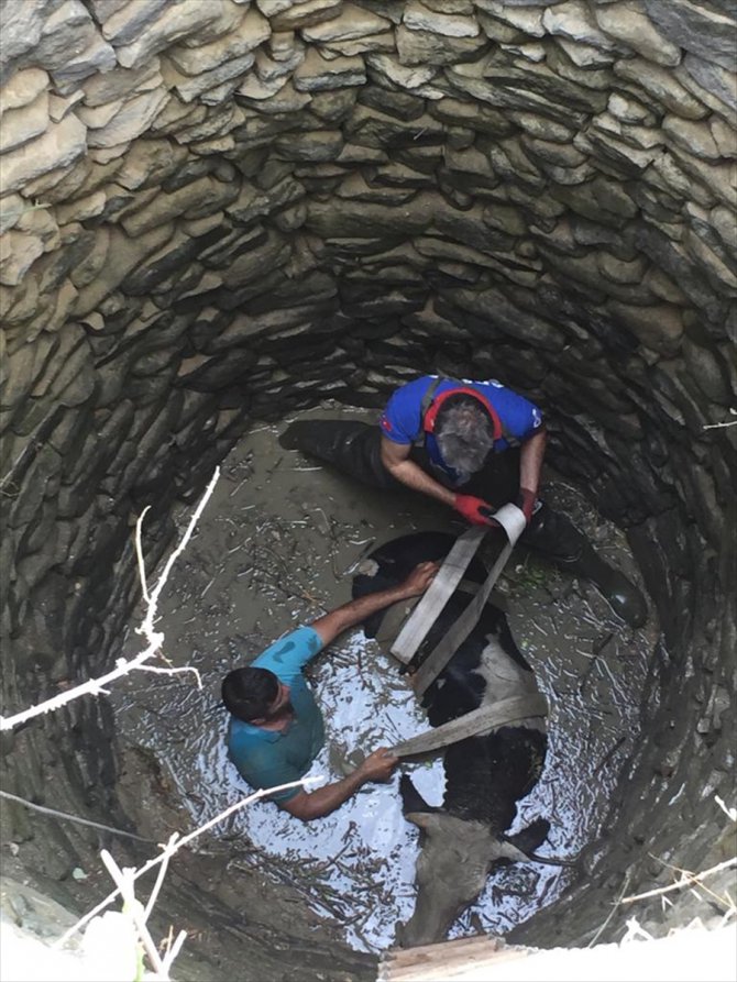 Adana'da su kuyusuna düşen inek itfaiye ekiplerince kurtarıldı