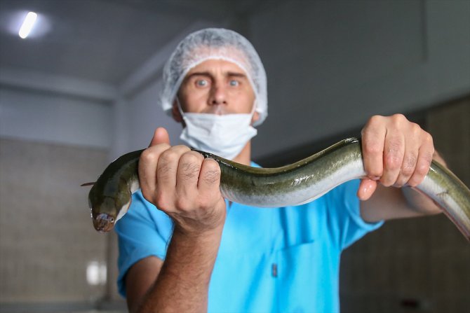 Hobi amaçlı tuttuğu yılan balıklarını ihraç etmeye başladı