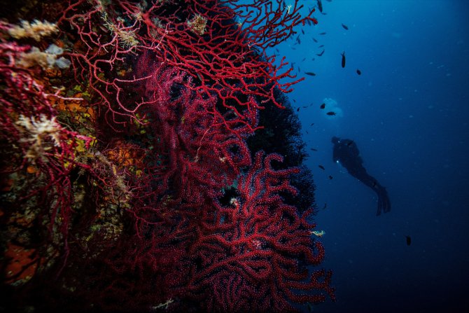 Kırmızı Mercanların derinlerdeki evi "Ayvalık"