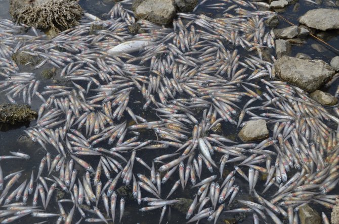 Bafa Gölü'nde telef olan balıklar sahile vurdu