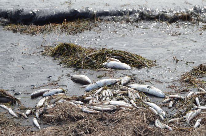 Bafa Gölü'nde telef olan balıklar sahile vurdu