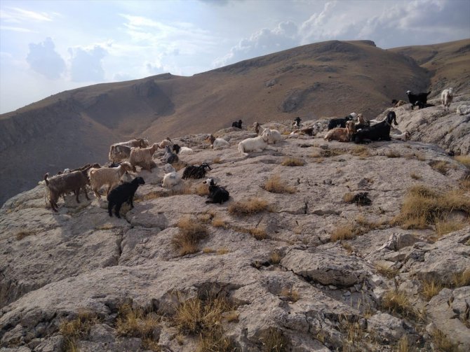 Elazığ'da kayıp hayvanları jandarma drone ile buldu