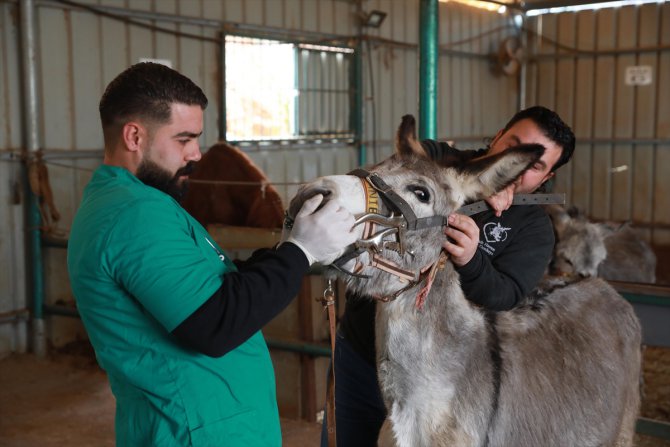 Filistin'de çalışan hayvanların güvenli sığınağı: Eşek Hastanesi