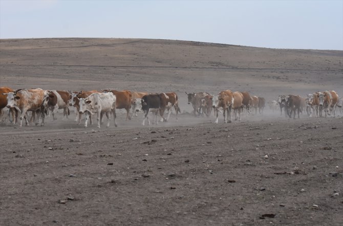 Kars'ta süt ineklerinin tozlu yolculuğu