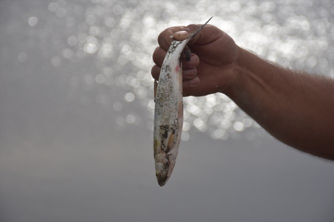 Toplu balık ölümlerinin yaşandığı Arpaçay Barajı'nın kapakları kısmen kapatıldı