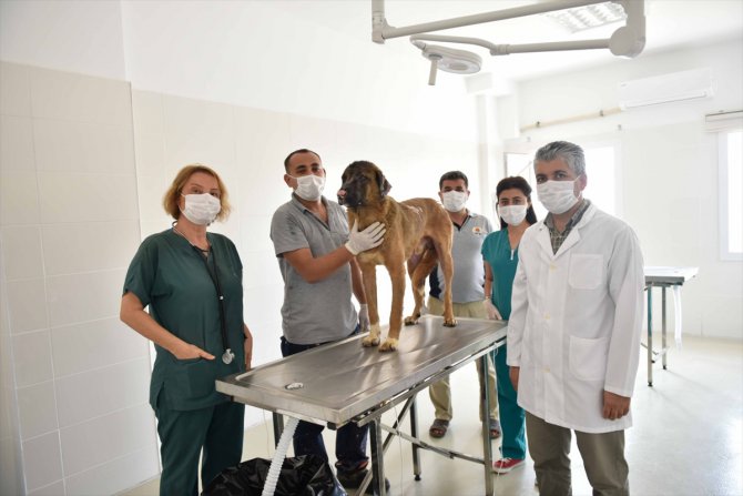 Adana'daki yangında yaralanan köpek tedavi edildi