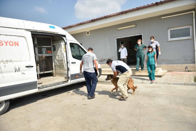 Adana'daki yangında yaralanan köpek tedavi edildi