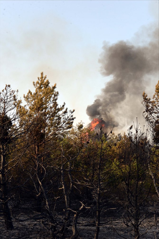 Tokat'ta çıkan orman yangını kontrol altına alındı