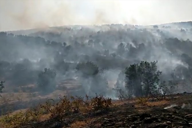 Elazığ'da çıkan yangında 50 dekar ormanlık alan zarar gördü
