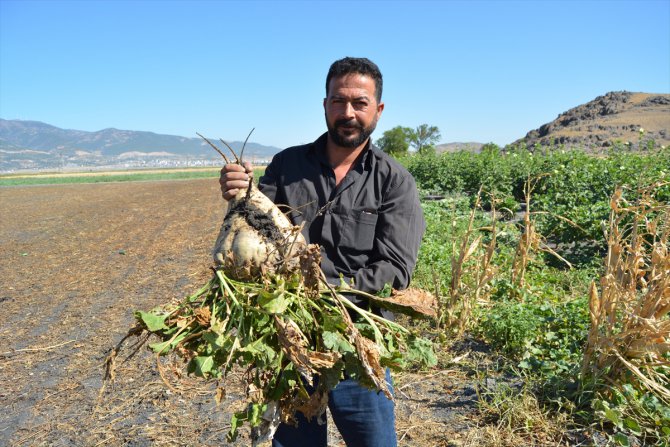 Gaziantep'te 14 bin dönüm alanda şeker pancarı hasadı sürüyor