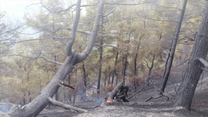 Kahramanmaraş'taki orman yangınında bir hektarlık alan zarar gördü