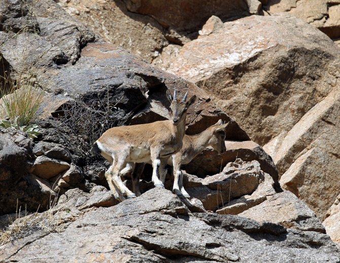 Erzurum'da sürü halinde yaban keçileri görüntülendi