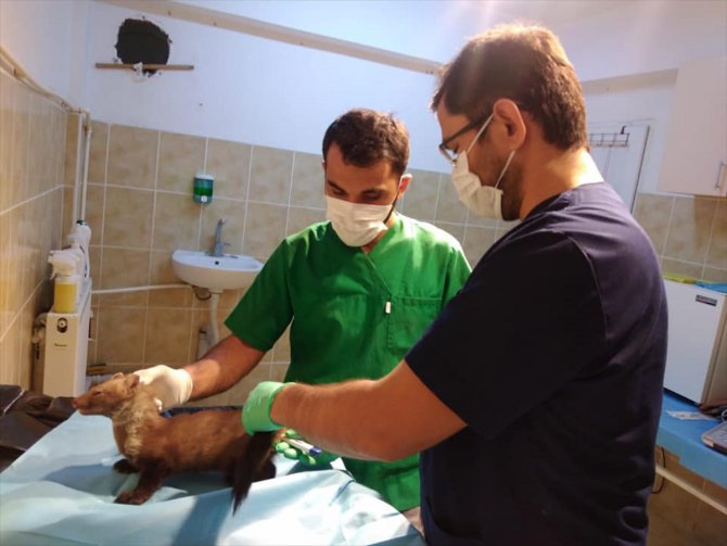 Karabük'te bulunan yaralı gelincik tedavi altına alındı
