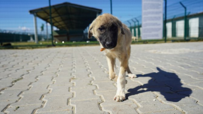 Kırklareli'nde yolda zifte bulanan köpek "Şanslı" sağlığına kavuştu