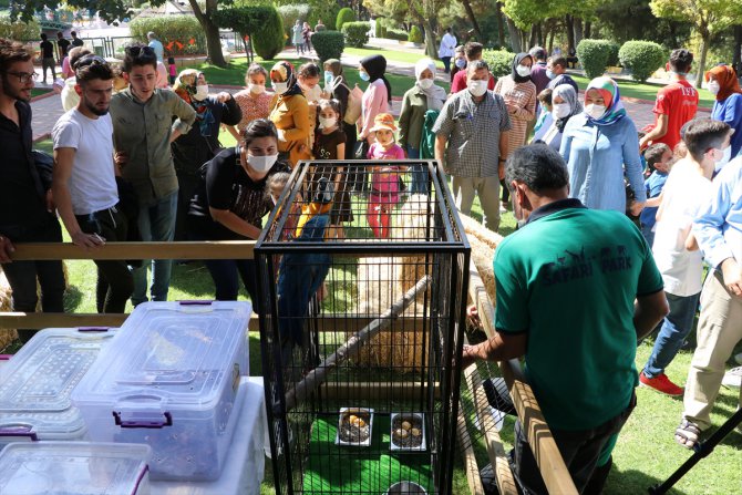 Gaziantep Hayvanat Bahçesi'nde "Şempanze Adası" açıldı