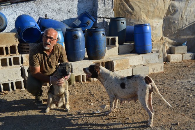 Gaziantep'teki üç ayaklı köpek sıcak tavırlarıyla ilgi odağı oldu