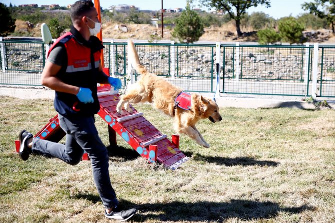 Kayseri'de köpekler için "pati yolu" açıldı