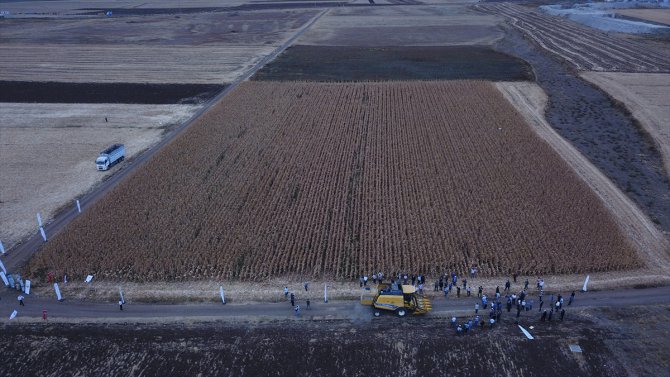 Eskişehir'de hibrit mısır tohumu ekilen tarlada hasat programı
