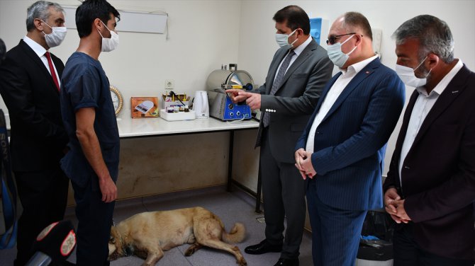 Hayvanları Koruma Günü'nde tüfekle vurulan köpek barınakta tedaviye alındı