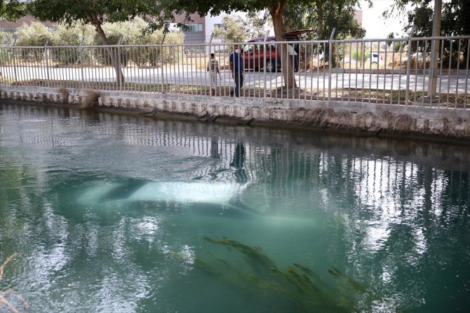 Adana'da sulama kanalına devrilen otomobildeki 2 kişiyi vatandaşlar kurtardı