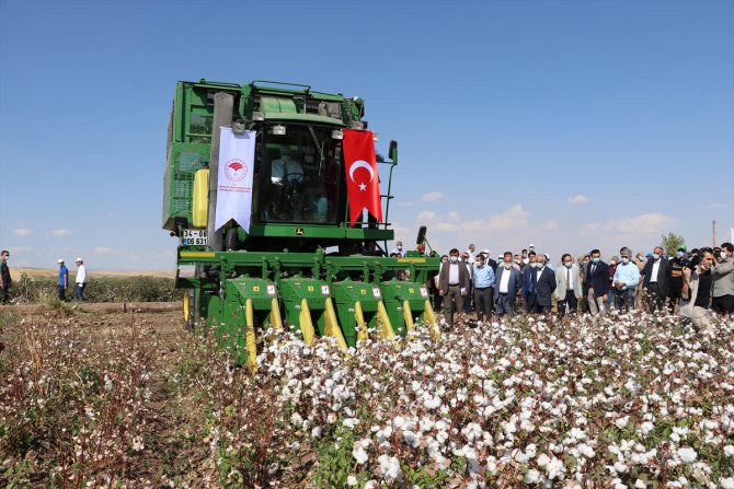 Diyarbakır'da pamuk hasadına başlandı