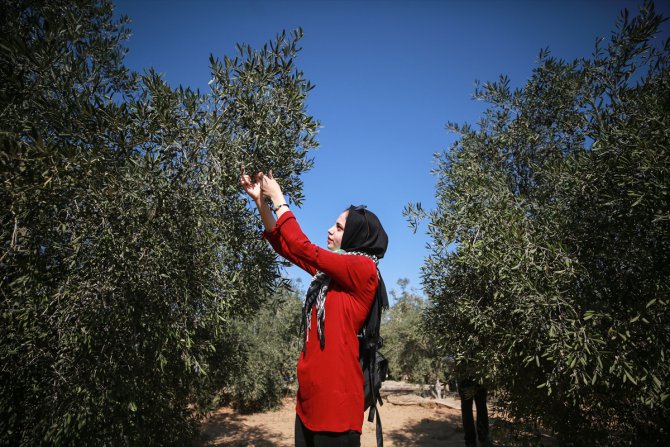 Gazze'de zeytin hasadı etkinlikleri düzenleniyor