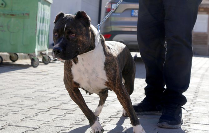 Sivas'ta "tehlikeli ırk" köpek besleyen kişiye 9 bin 563 lira ceza