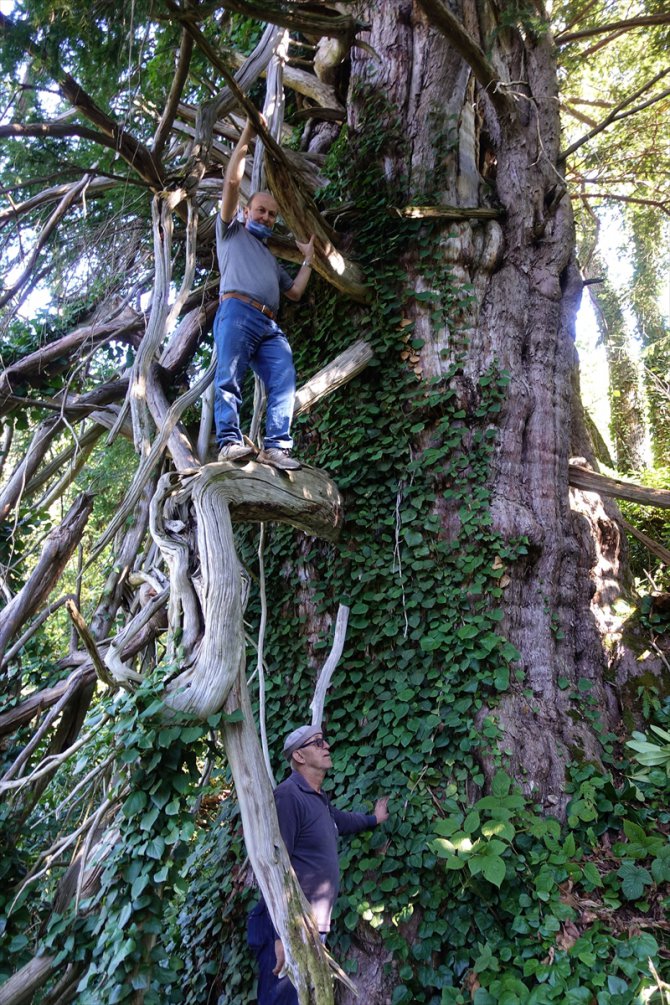 Artvin'de koruma altına alınan 1200 yıllık porsuk ağacı ihtişamıyla göz dolduruyor