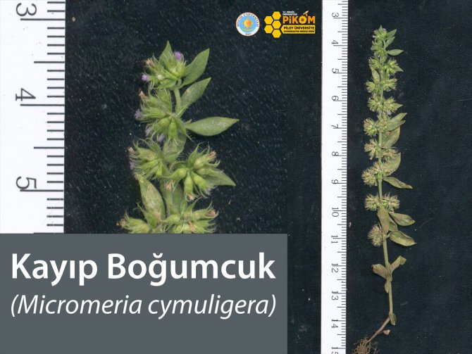 Türkiye'de izine ender rastlanılan bitki türü Bingöl'de bulundu