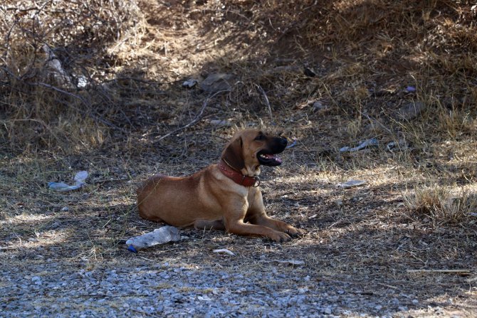 Aydın'da 6 metrelik deliğe düşen köpek yavrusu 1,5 saatlik çalışmayla kurtarıldı