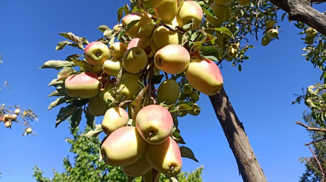 Coğrafi işaretli "uzun elma"da hasat dönemi başladı