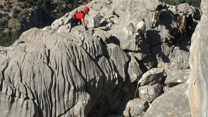 Kahramanmaraş’ta kayalıkta mahsur kalan hayvanları JAK timleri kurtardı