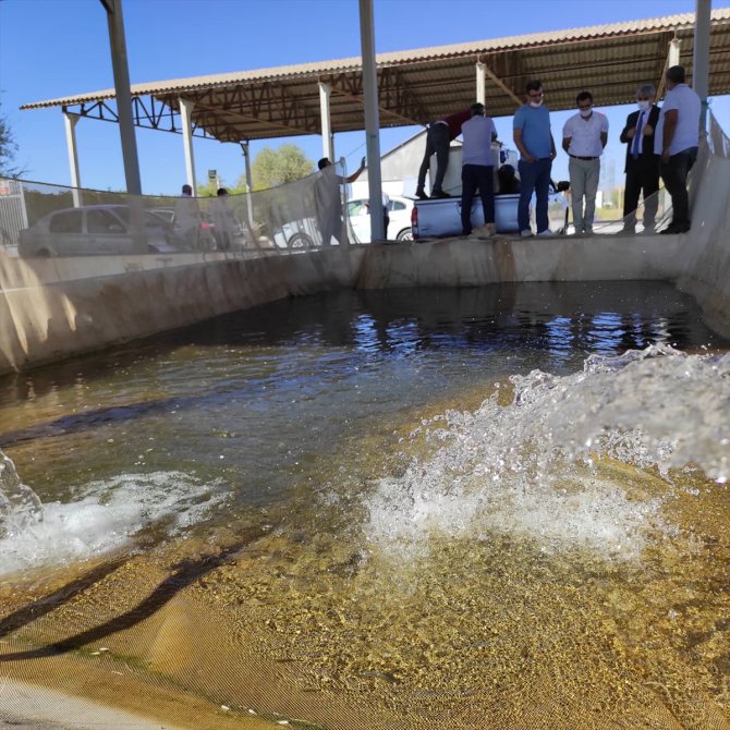Şanlıurfa'da yetiştirilen 10 milyon balık yavrusu baraj göletlerine bırakılacak