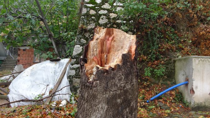 Bursa'da çınar ağacına yıldırım düşmesi kameraya yansıdı